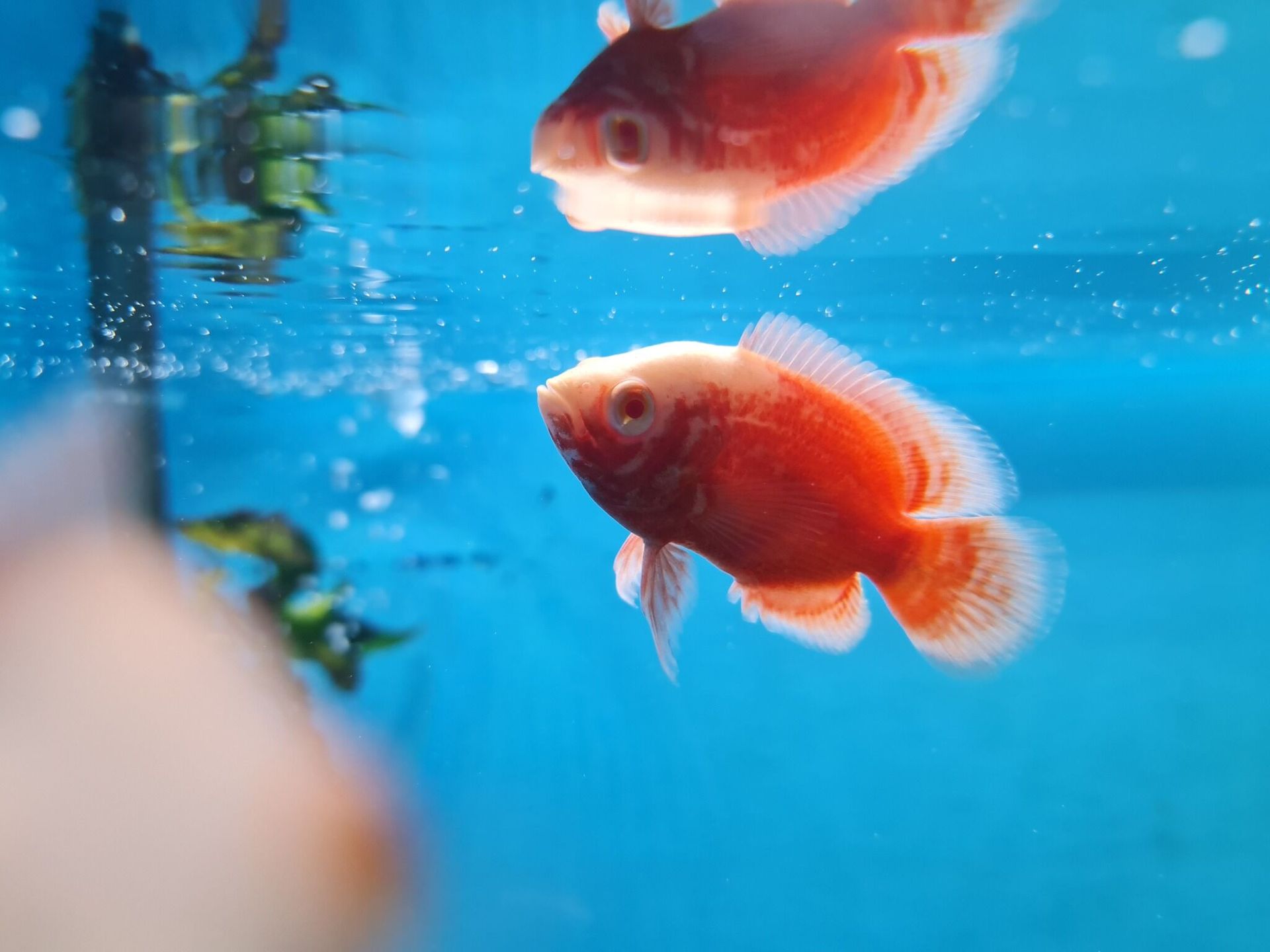 Two Goldfish Are Swimming in a Blue Tank — Rocky Pet World in Norman Gardens, QLD