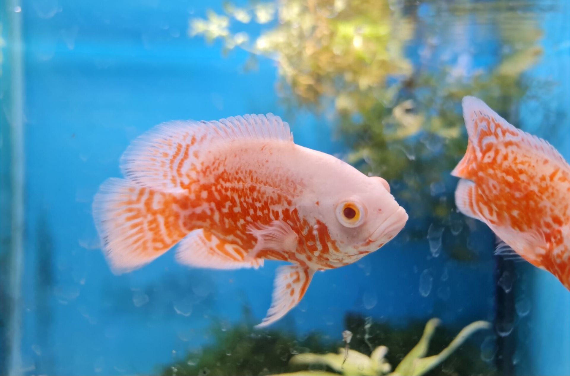 Two Fish Are Swimming in a Tank — Rocky Pet World in Norman Gardens, QLD