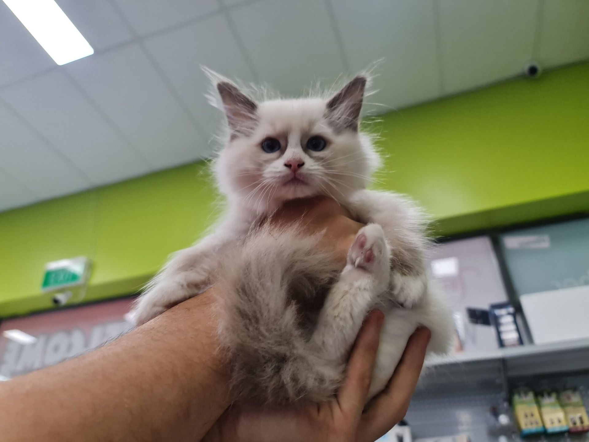 Person is Holding a Small White Kitten in Their Hand — Rocky Pet World in Norman Gardens, QLD