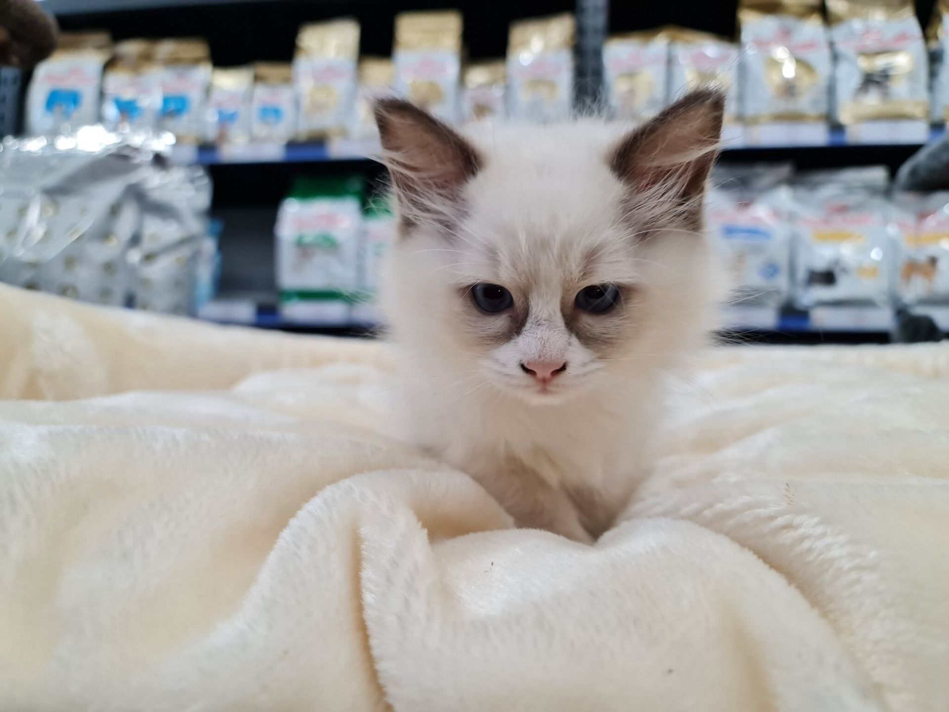 White Kitten is Sitting on Top of a White Blanket — Rocky Pet World in Norman Gardens, QLD