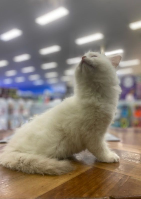 White Cat is Sitting on a Wooden Floor and Looking Up — Rocky Pet World in Norman Gardens, QLD