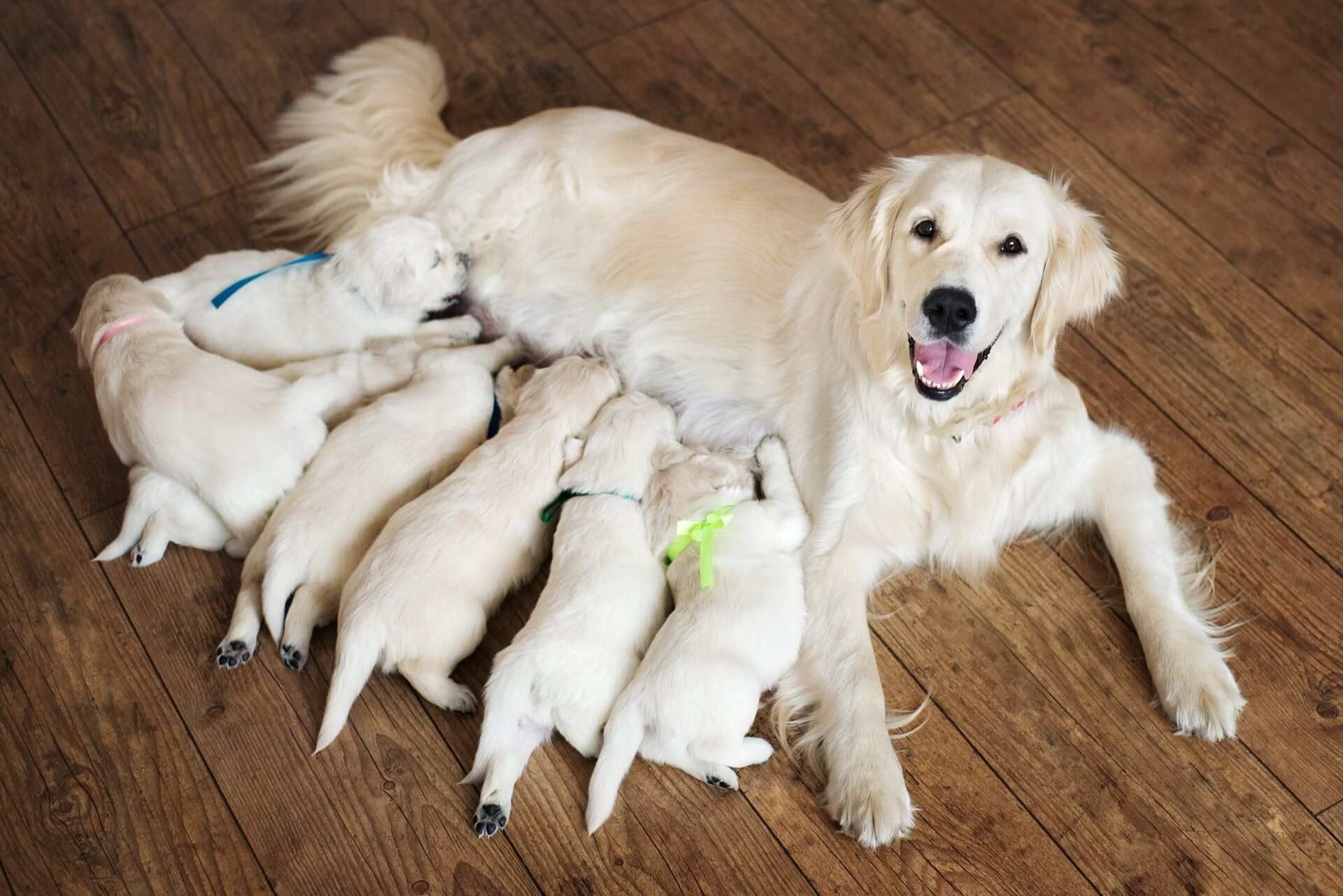 Dog is Nursing Her Puppies on a Wooden Floor — Rocky Pet World in Norman Gardens, QLD