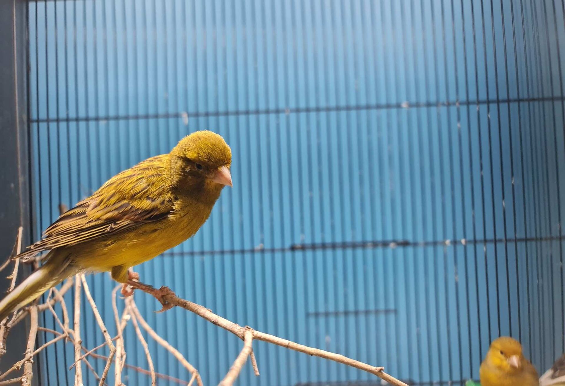 Yellow Bird is Perched on a Branch in a Cage — Rocky Pet World in Norman Gardens, QLD
