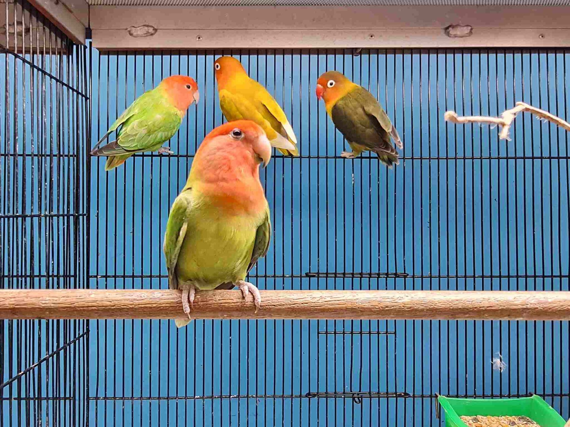 Group of Birds Are Sitting on a Perch in a Cage — Rocky Pet World in Norman Gardens, QLD