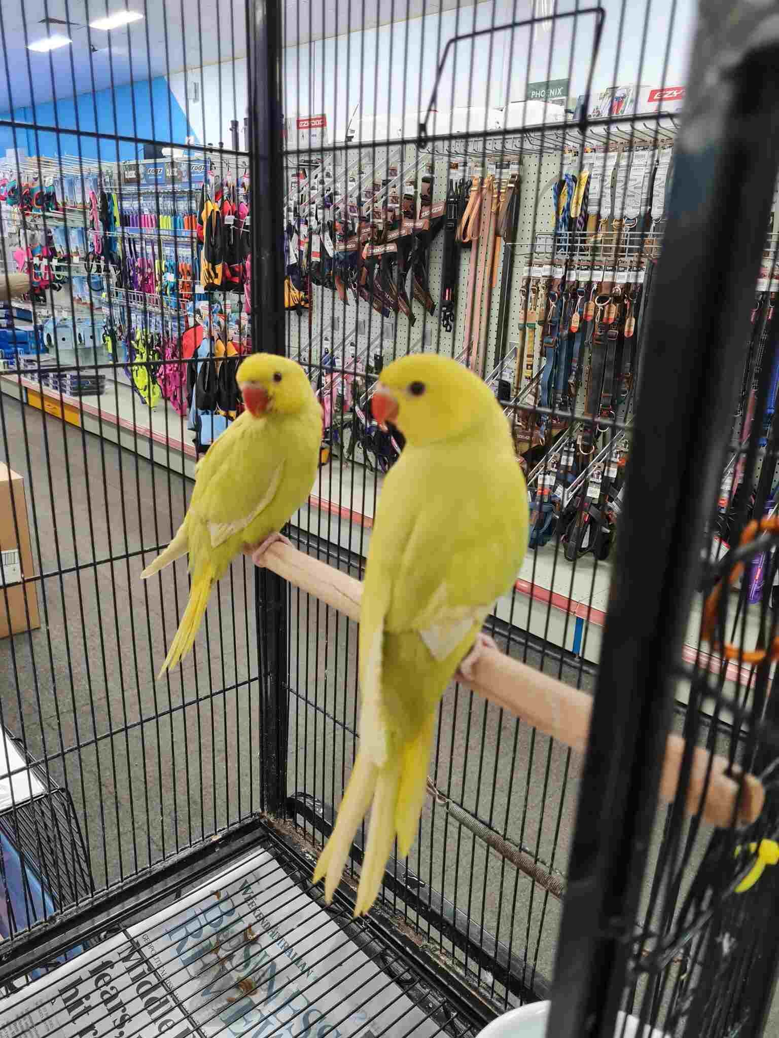 Two Yellow Birds Are Sitting on a Perch in a Cage — Rocky Pet World in Norman Gardens, QLD