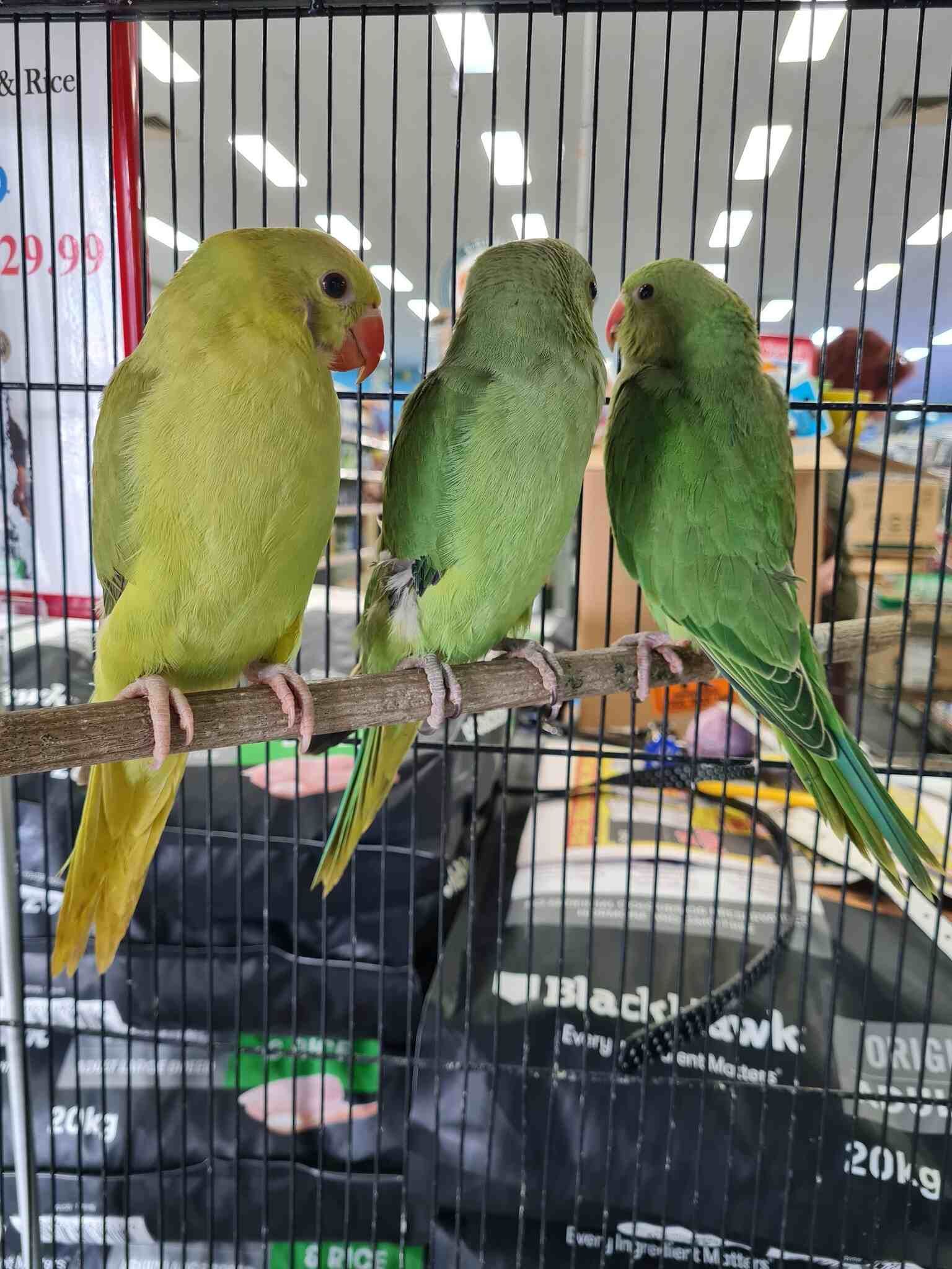 Three Green Birds Are Sitting on a Branch in a Cage — Rocky Pet World in Norman Gardens, QLD