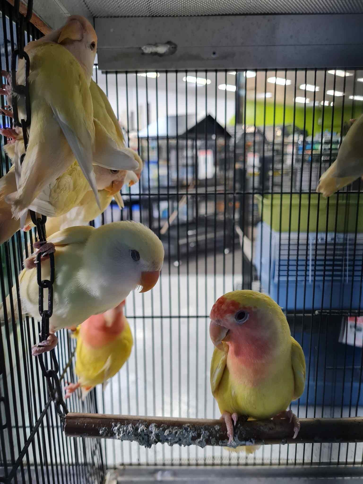 Group of Birds Are Sitting on a Branch in a Cage — Rocky Pet World in Norman Gardens, QLD