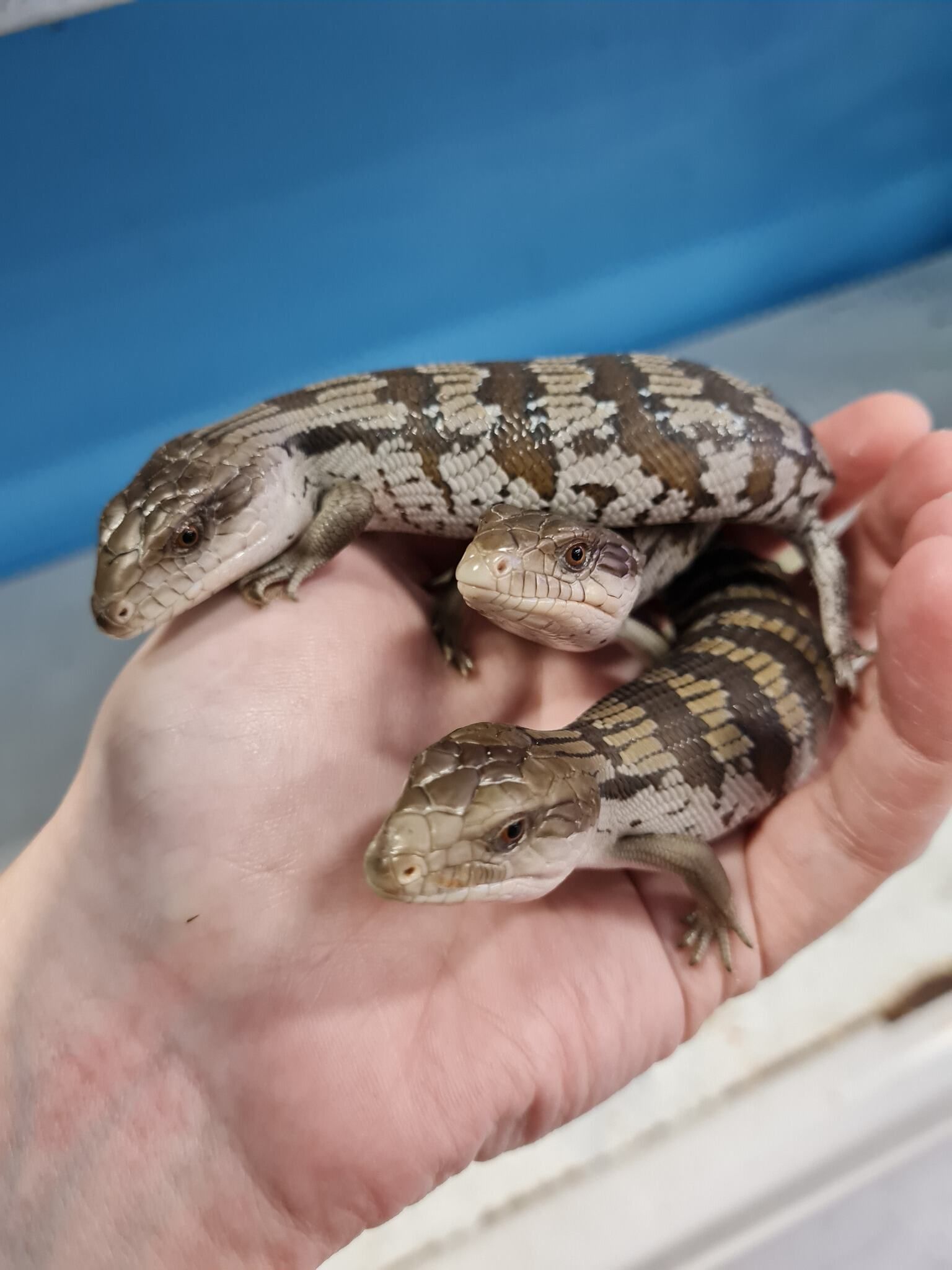Person is Holding Two Lizards in Their Hand — Rocky Pet World in Norman Gardens, QLD
