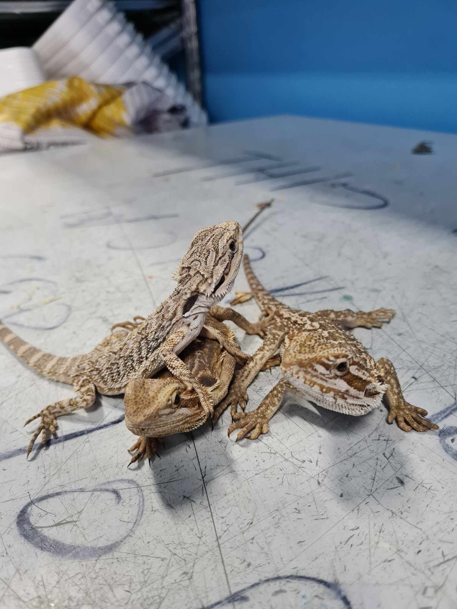 Two Lizards Are Sitting on Top of Each Other on a Table — Rocky Pet World in Norman Gardens, QLD