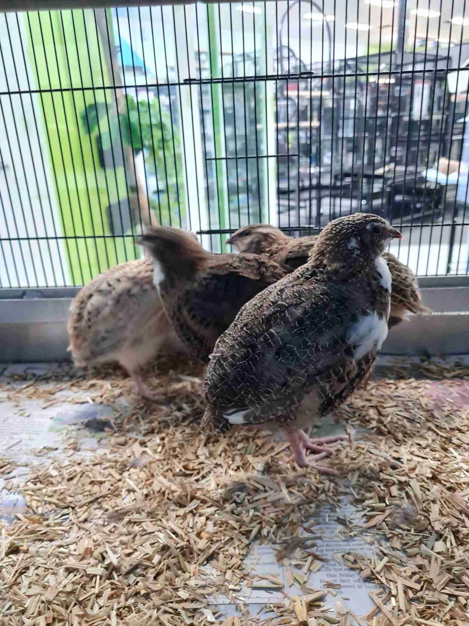Group of Quail Standing Next to Each Other in a Cage — Rocky Pet World in Norman Gardens, QLD