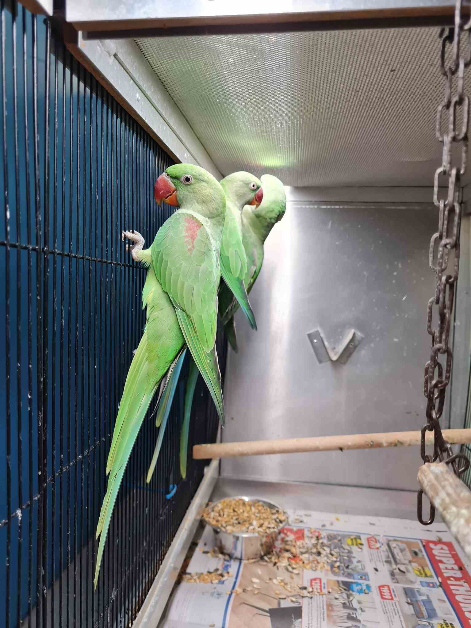 Two Green Parrots Are Sitting on a Perch in a Cage — Rocky Pet World in Norman Gardens, QLD