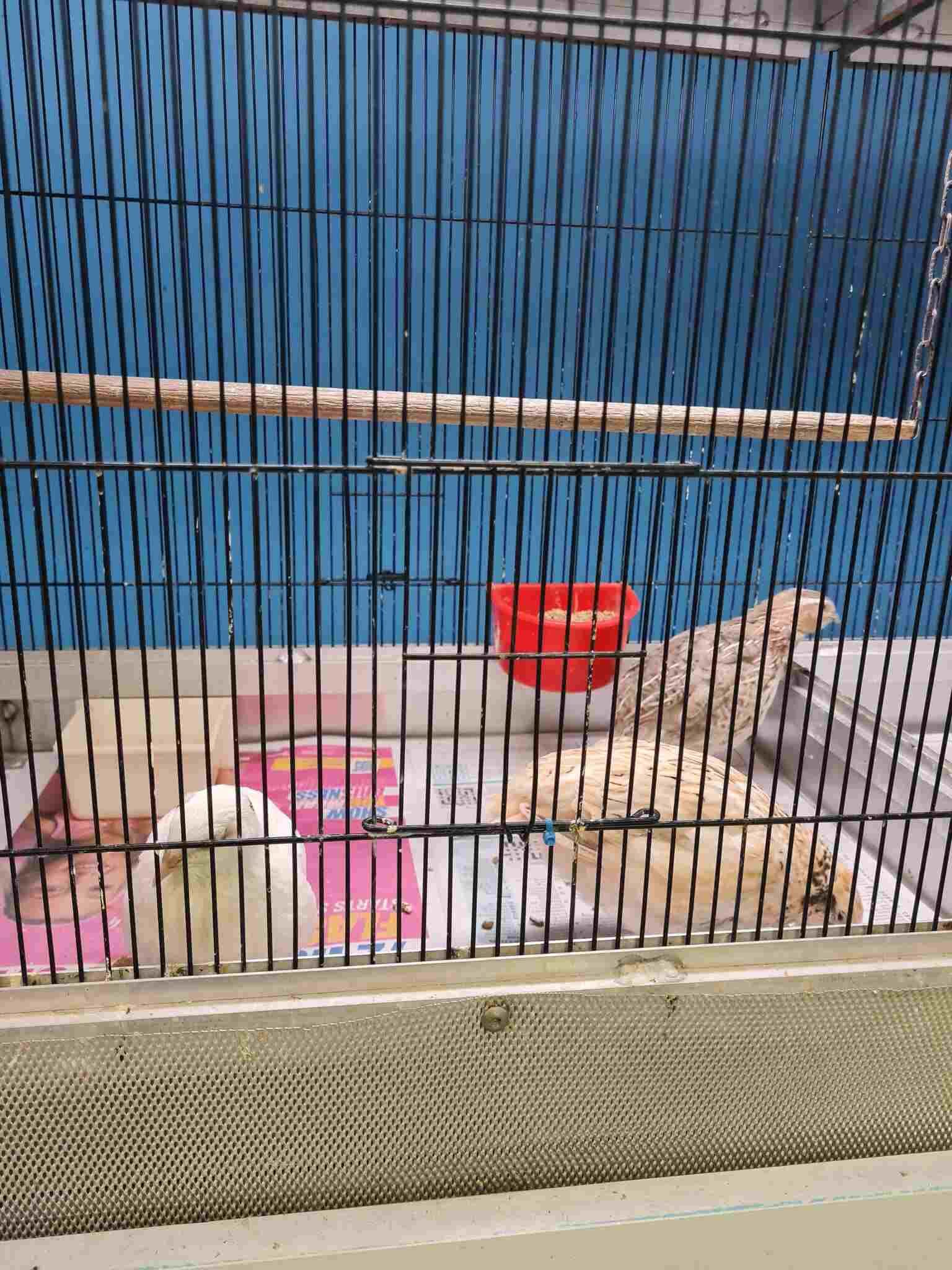Bird is Sitting in a Cage With a Bowl of Food — Rocky Pet World in Norman Gardens, QLD