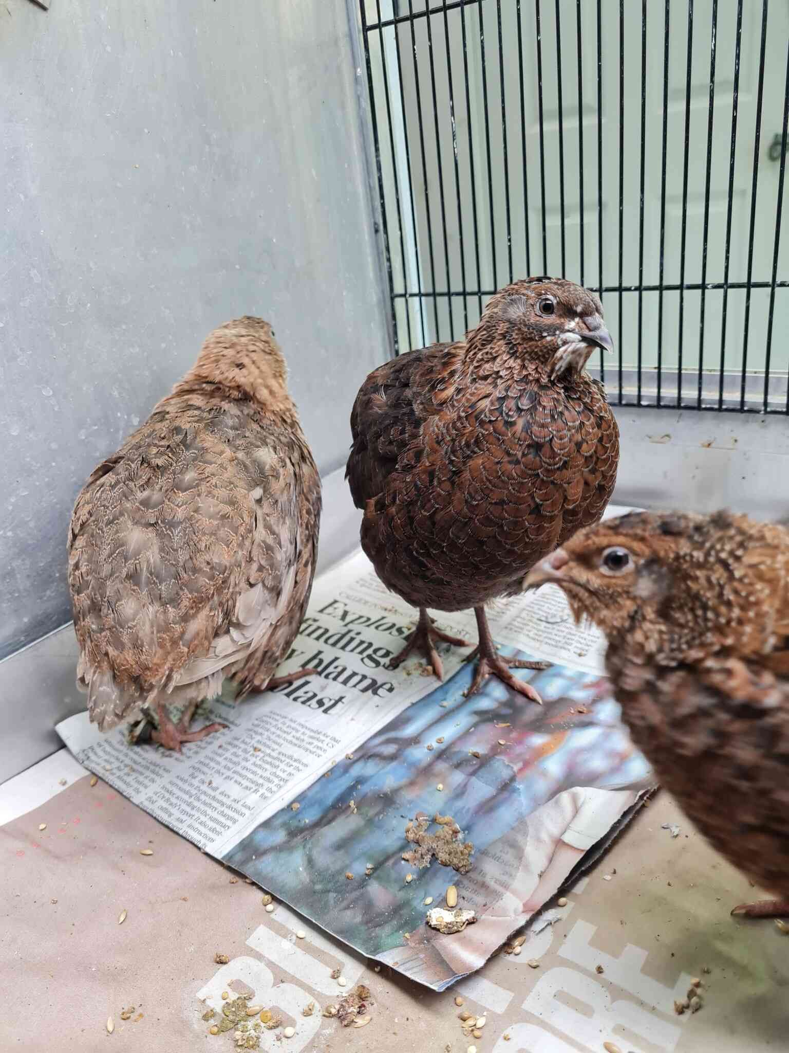 Three Quail Are Standing on a Newspaper Next to a Cage — Rocky Pet World in Norman Gardens, QLD