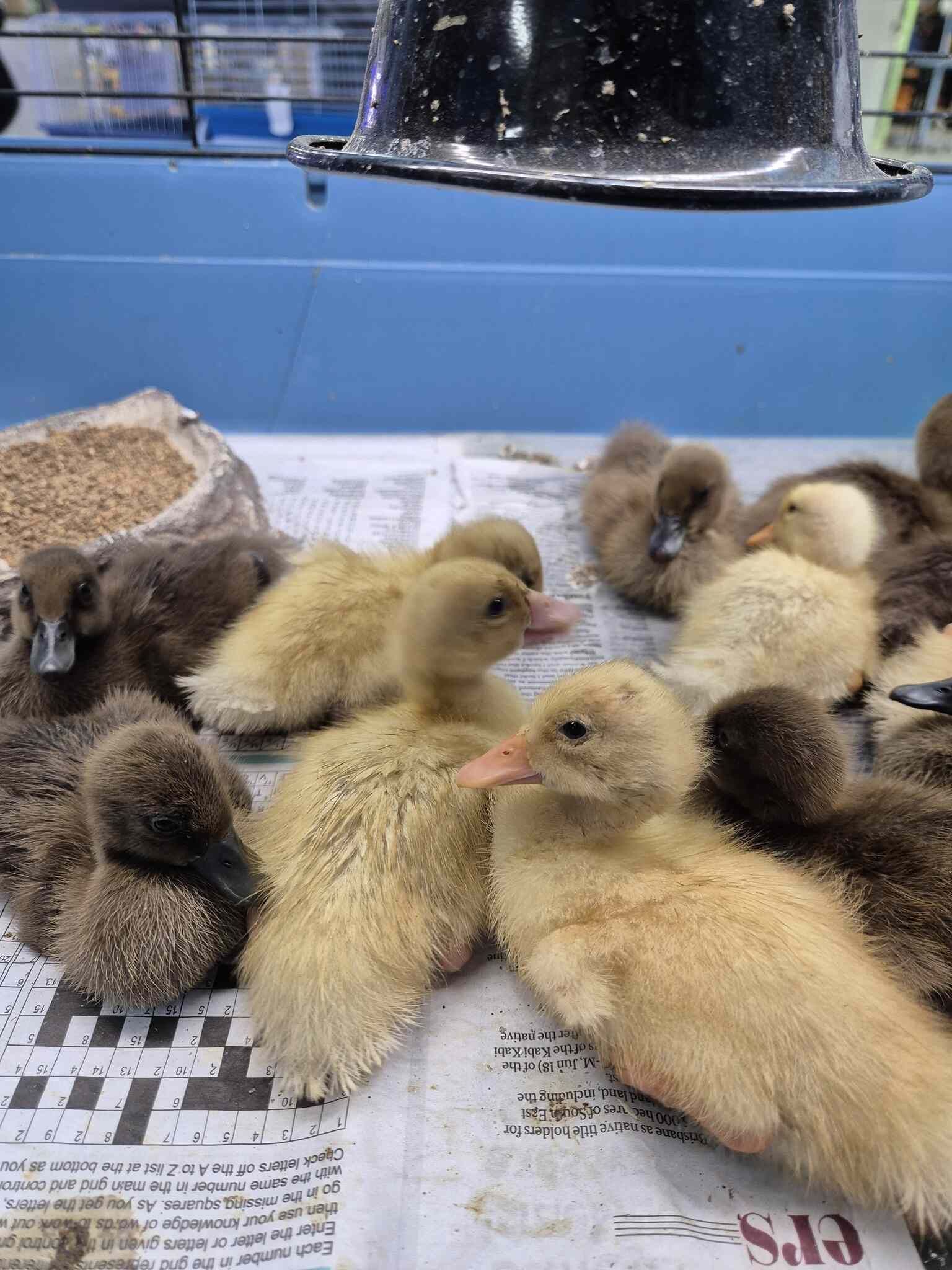 Group of Ducklings Are Laying on Top of a Newspaper — Rocky Pet World in Norman Gardens, QLD