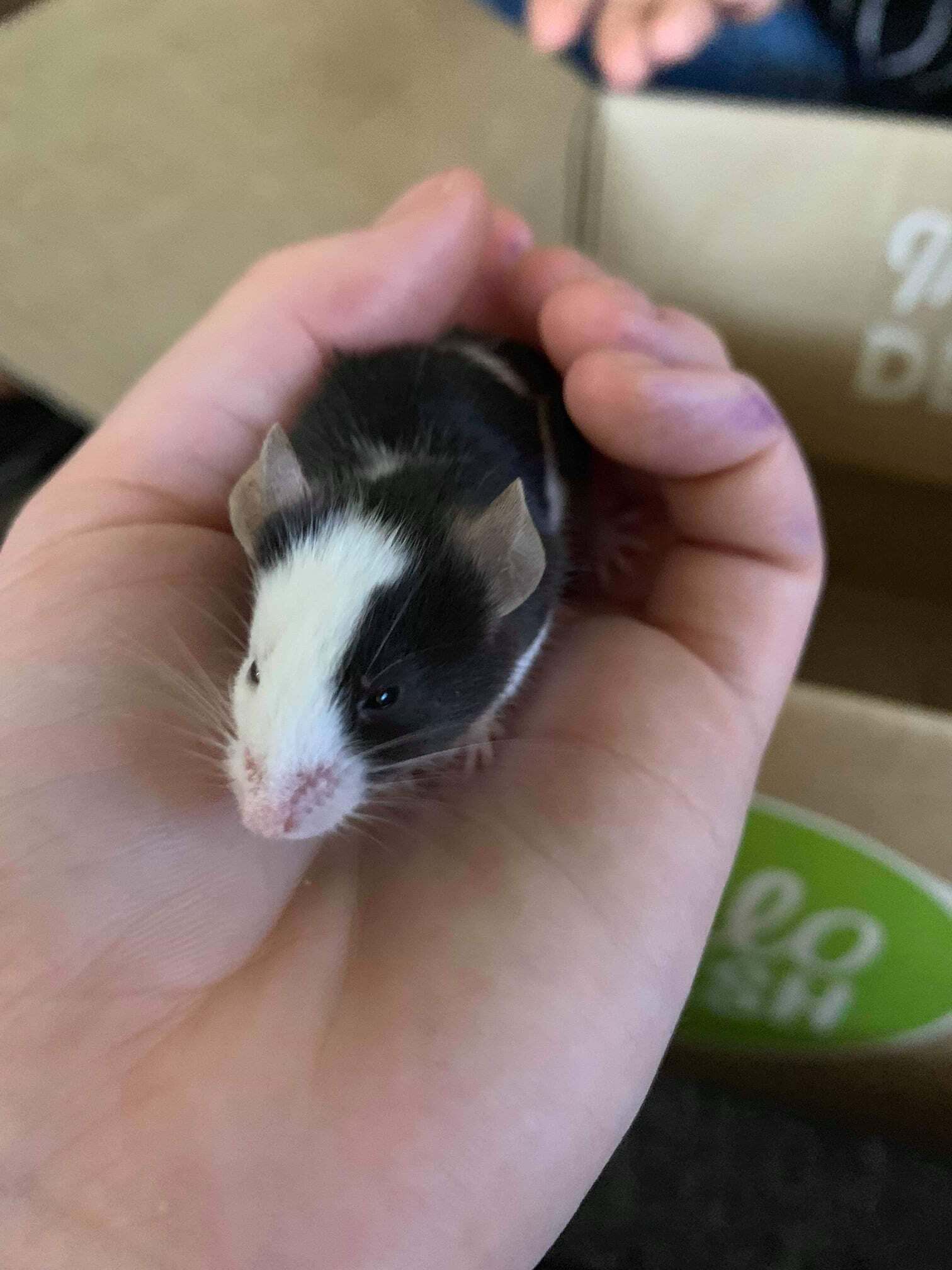 Person is Holding a Black and White Mouse in Their Hand — Rocky Pet World in Norman Gardens, QLD