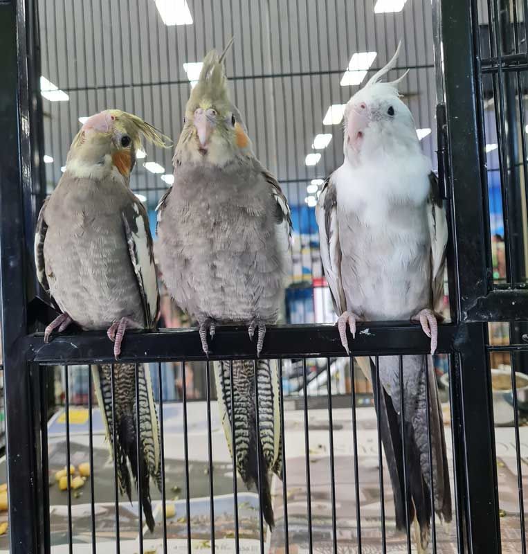 Three Birds Are Sitting on a Fence in a Cage — Rocky Pet World in Norman Gardens, QLD