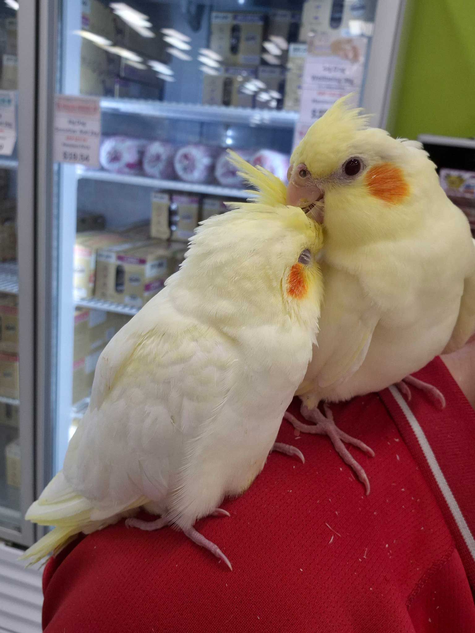 Two White Birds Are Sitting on a Person 's Shoulder — Rocky Pet World in Norman Gardens, QLD