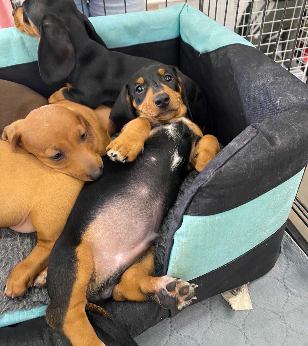 Group of Puppies Are Laying in a Dog Bed — Rocky Pet World in Norman Gardens, QLD