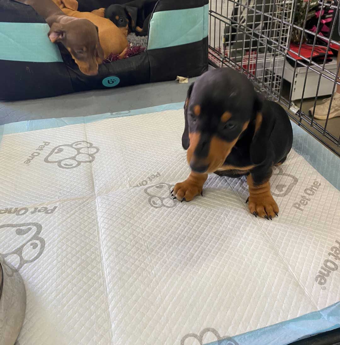 Dachshund Puppy is Standing on a Diaper in Front of a Dog Bed — Rocky Pet World in Norman Gardens, QLD