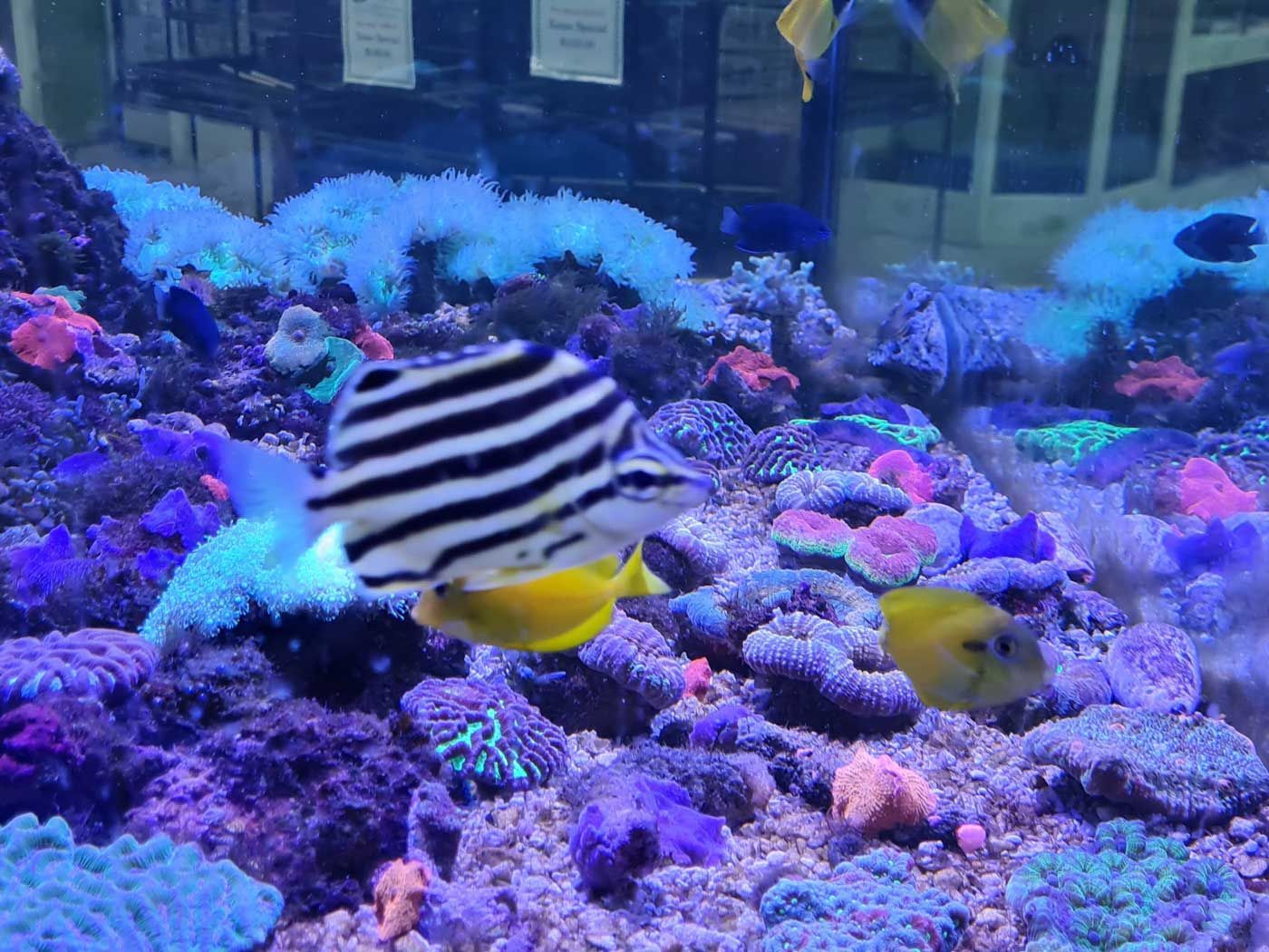 Striped Fish is Swimming in a Coral Reef Tank — Rocky Pet World in Norman Gardens, QLD