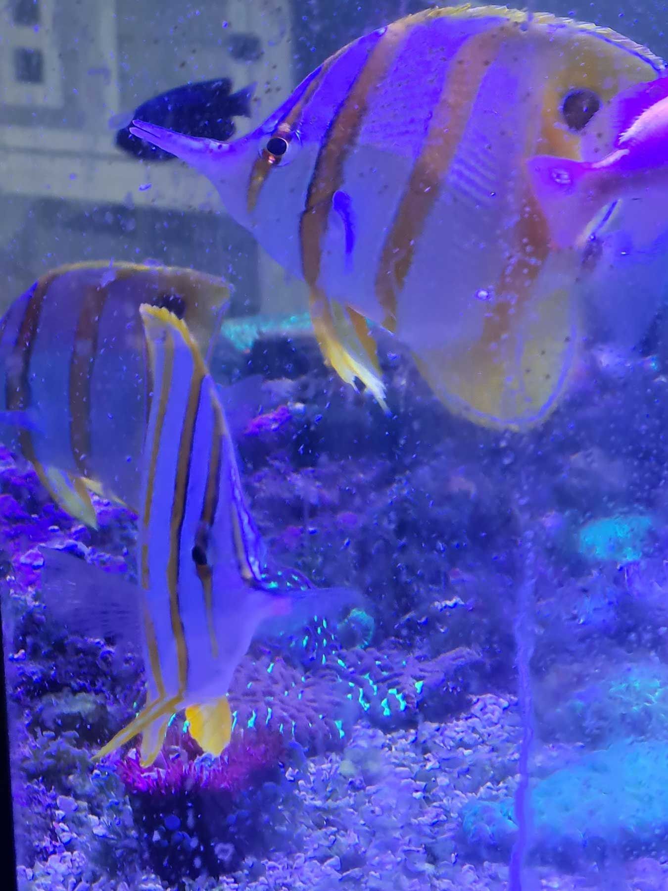 Couple of Fish Are Swimming in a Tank With Purple Lights — Rocky Pet World in Norman Gardens, QLD