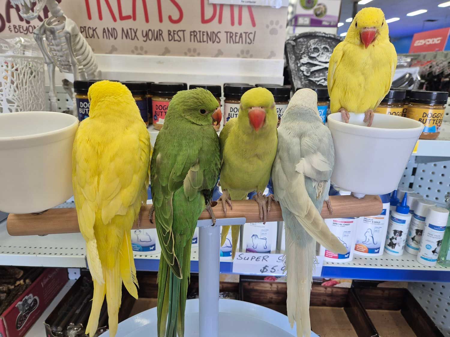 Group of Birds Are Sitting on a Perch in a Store — Rocky Pet World in Norman Gardens, QLD
