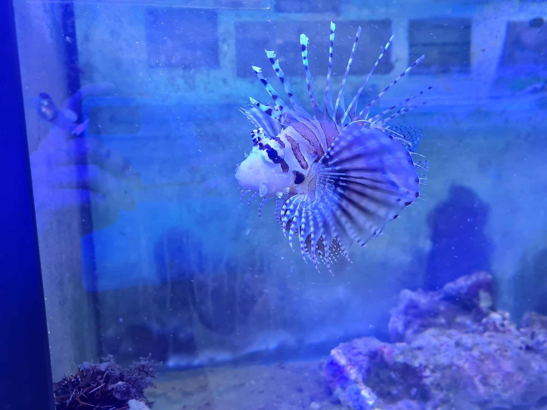 Lionfish is Swimming in a Tank of Water — Rocky Pet World in Norman Gardens, QLD