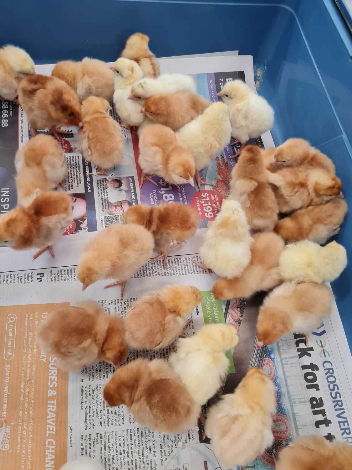 Bunch of Small Chickens Are Sitting on Top of a Newspaper — Rocky Pet World in Norman Gardens, QLD
