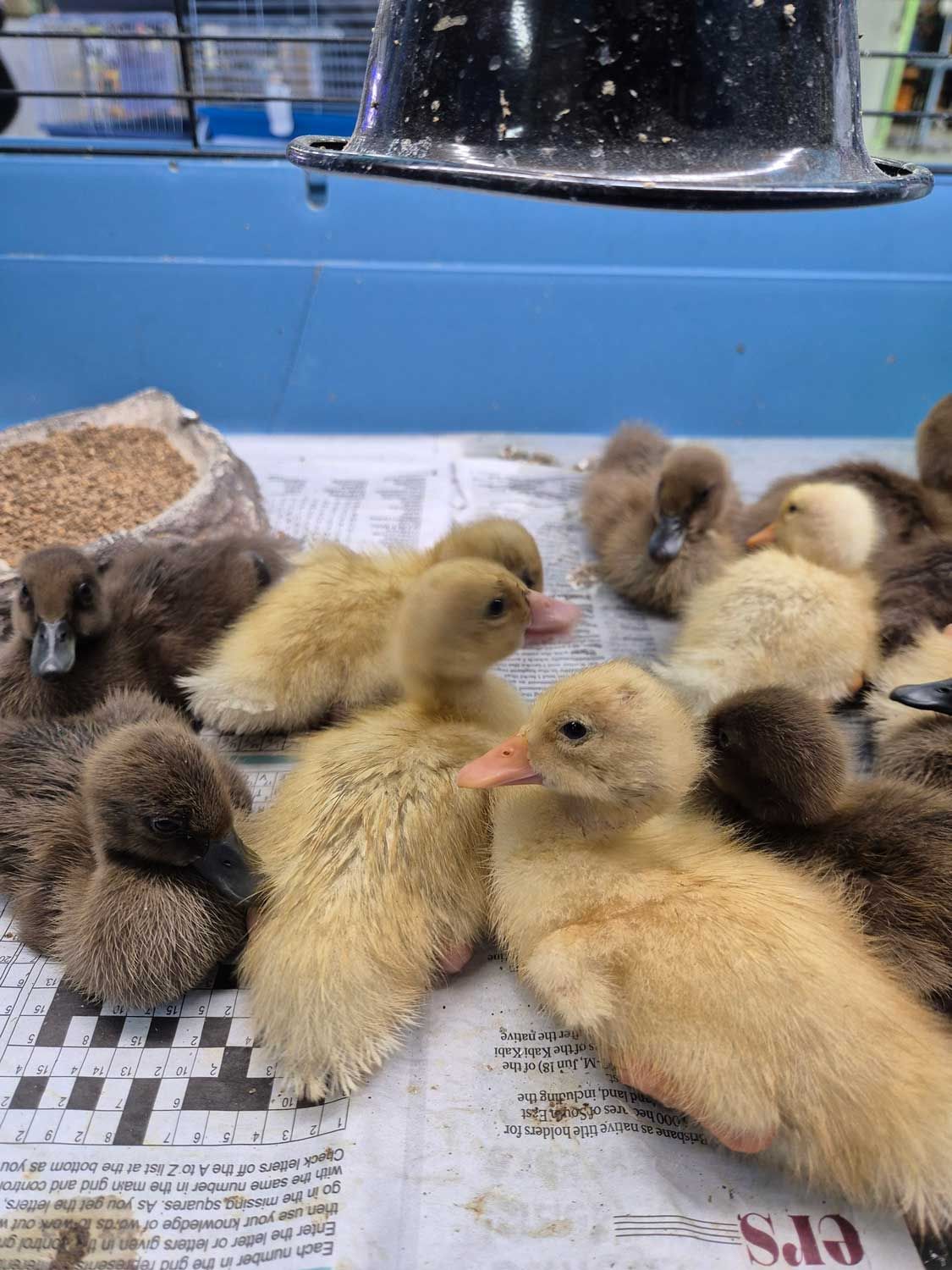 Group of Ducklings Are Laying on Top of a Newspaper — Rocky Pet World in Norman Gardens, QLD