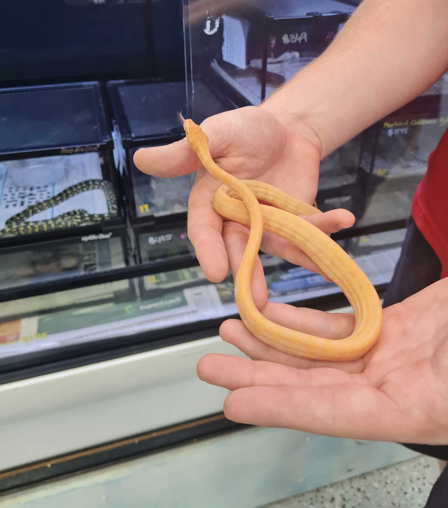 Person is Holding a Small Snake in Their Hand — Rocky Pet World in Norman Gardens, QLD