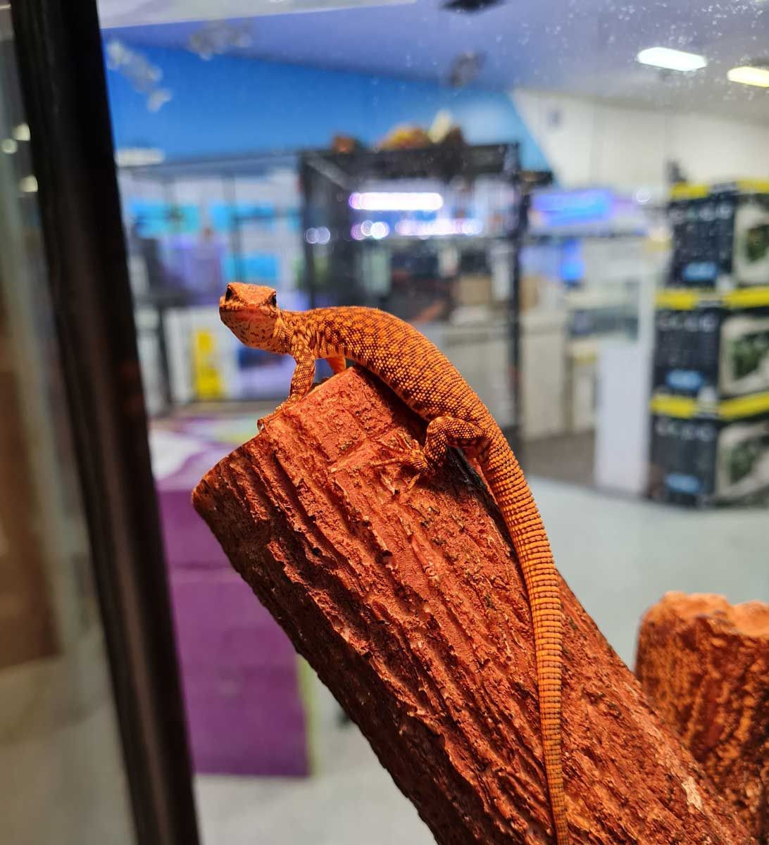 Lizard is Sitting on a Piece of Wood — Rocky Pet World in Norman Gardens, QLD