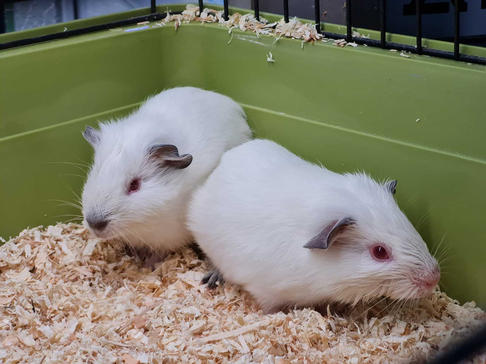 Two White Guinea Pigs Are Sitting Next to Each Other in a Green Cage — Rocky Pet World in Norman Gardens, QLD