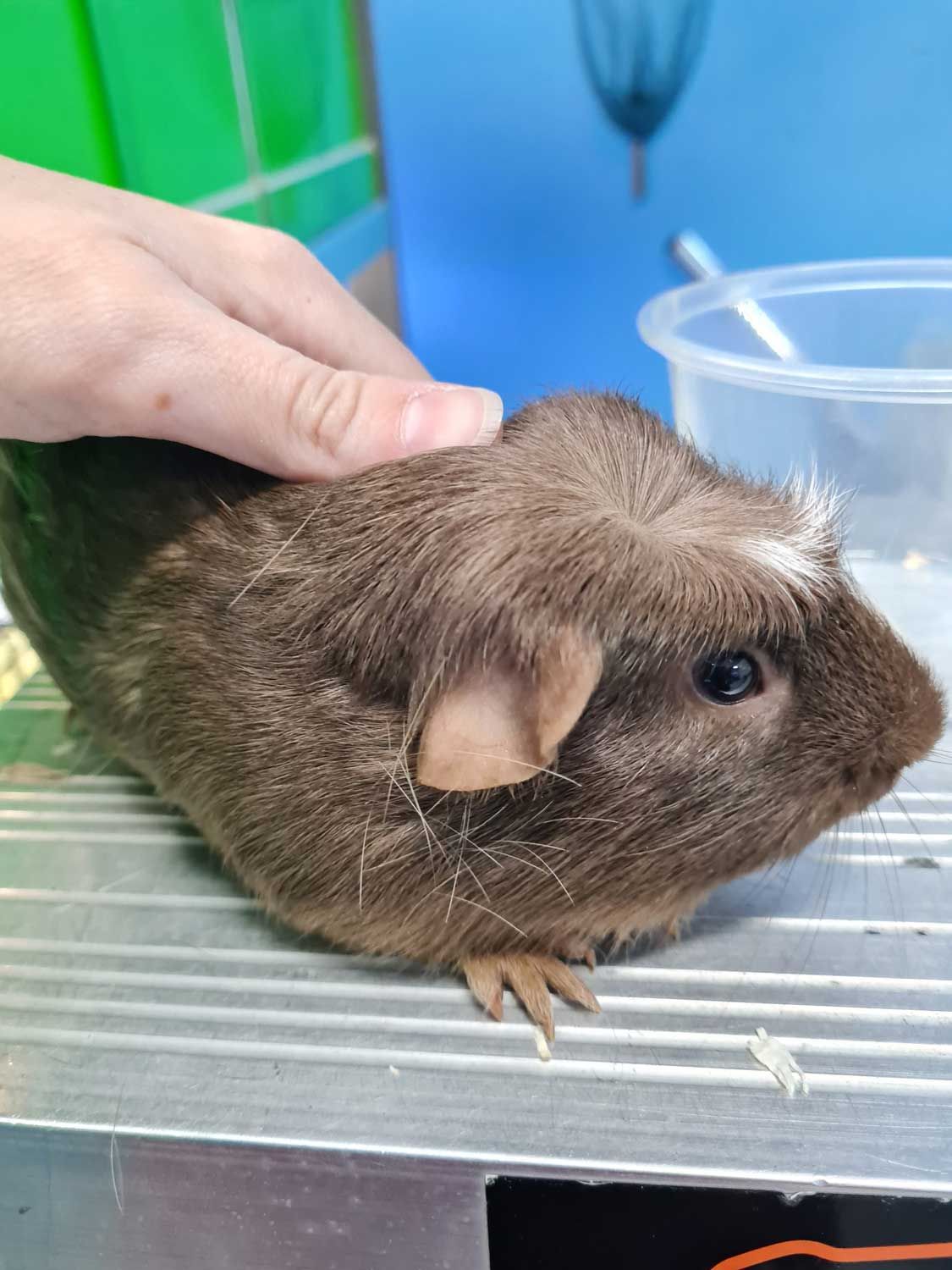 Person is Petting a Brown Guinea Pig on a Table — Rocky Pet World in Norman Gardens, QLD