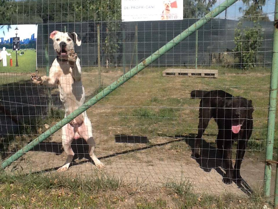 Cani dietro a recinzione