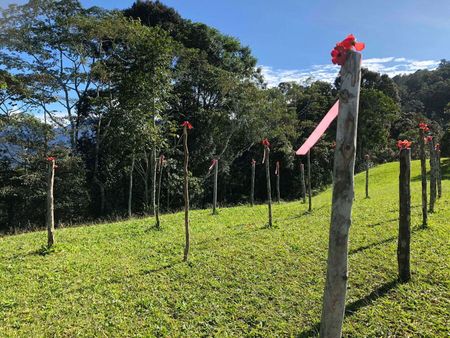 Image depicts Brigade Hill - Kokoda Track. A small hill less than 100m in length with sticks driven into the ground and poppies on top, representing all the Australian lives lost in the Battle of Mission Ridge, during the Kokoda Campaign. 