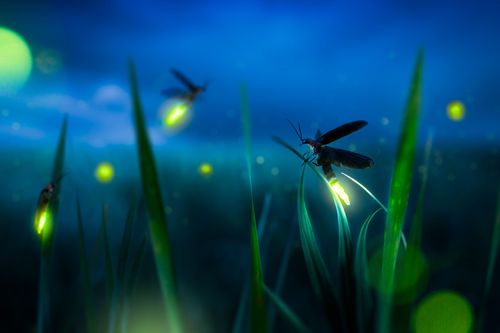 Image depicts the blue night sky and fireflies in the background. 