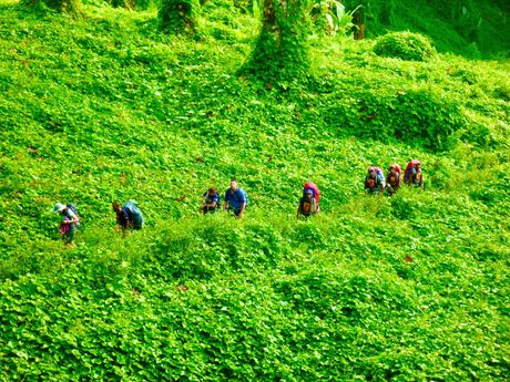 Image depicts a group of trekkers making their way from Deniki campsite to Alola village. The are traversing the lush green rainforest amongst the green choko vine.