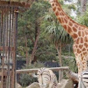 Picture from teh Melbourne Zoo showing a large Giraffe and Zebras.