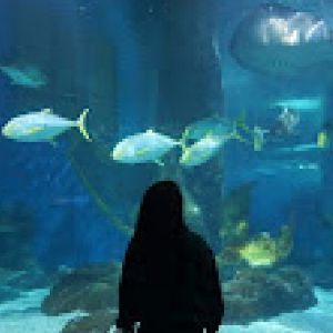 Picture of a human silhouette looking into an aquarium with fish in the background.