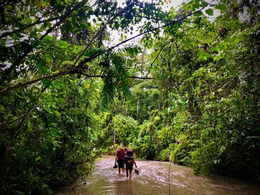 Image depicts trekking up a brown river about ankle deep hold their boots. Each side of the river is surrounded by dense rainforest.  
