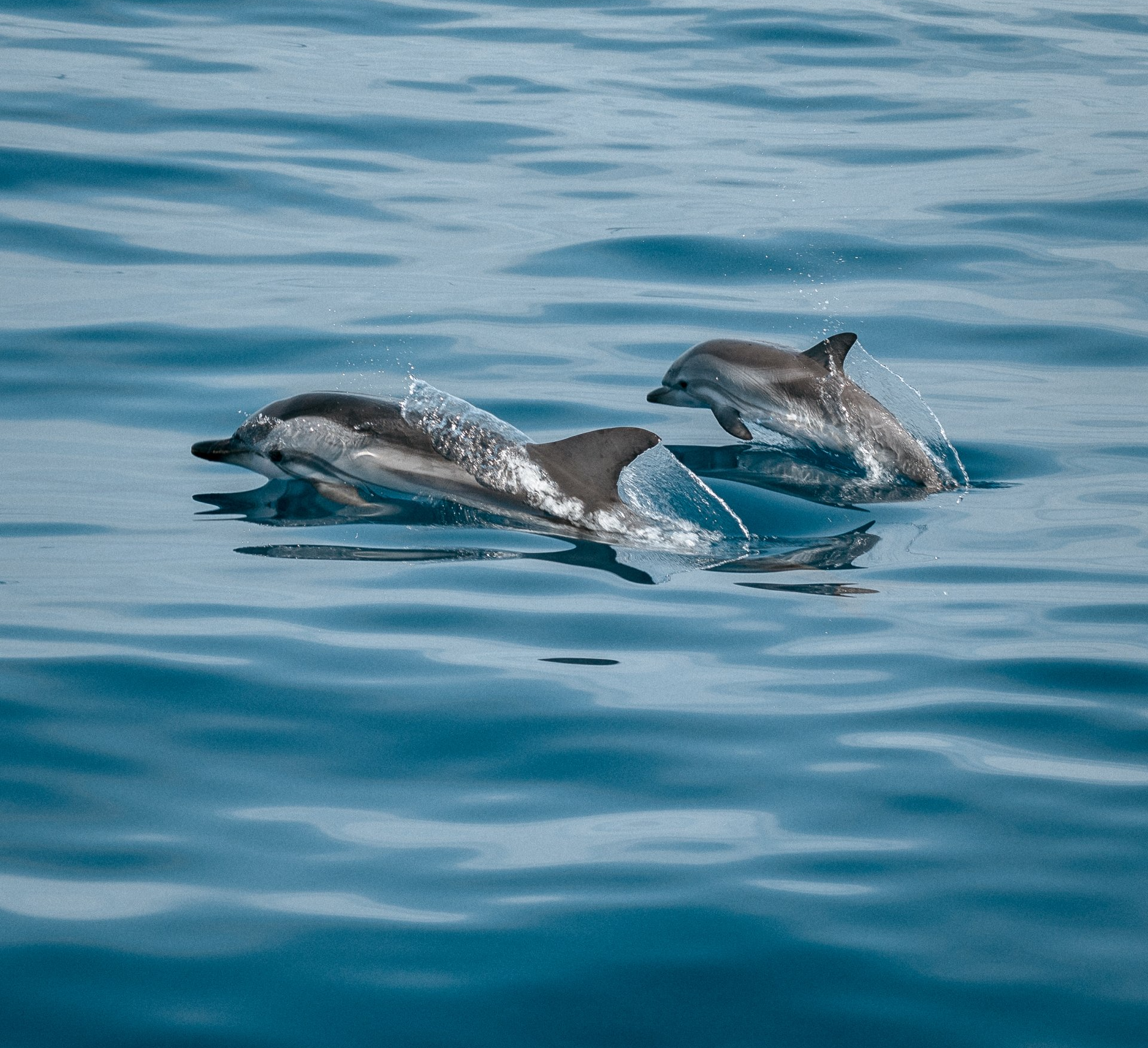two dolphins above water