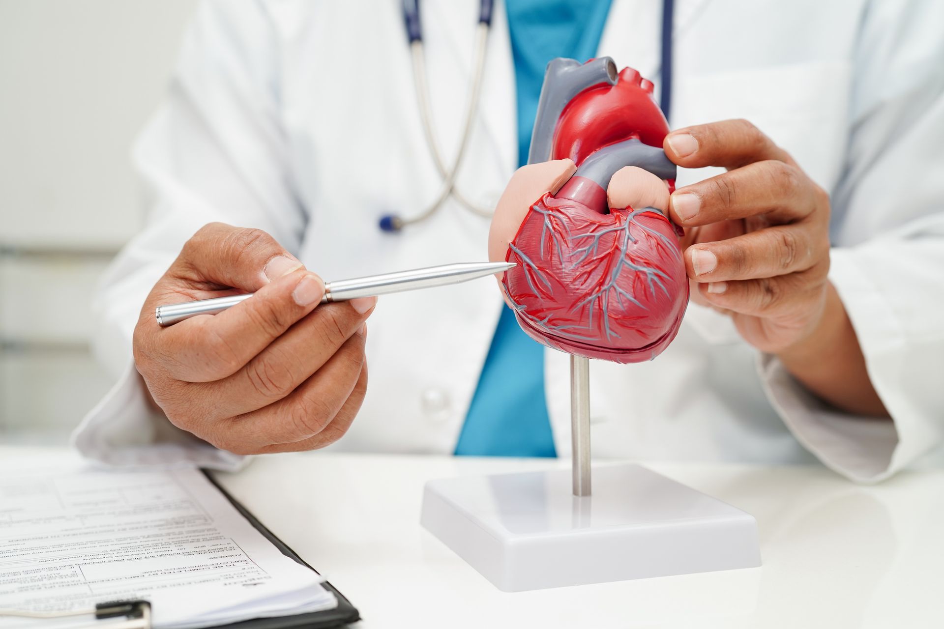 Doctor pointing to heart model, explaining anatomy, with clipboard on table.