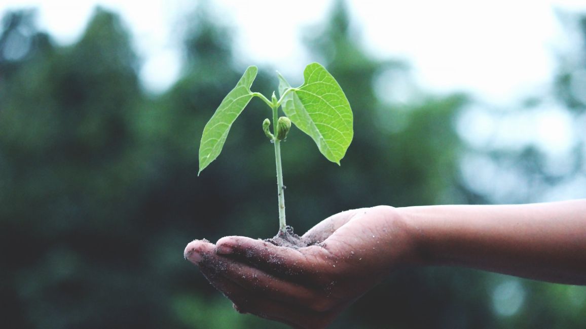 a person is holding a small plant in their hands .