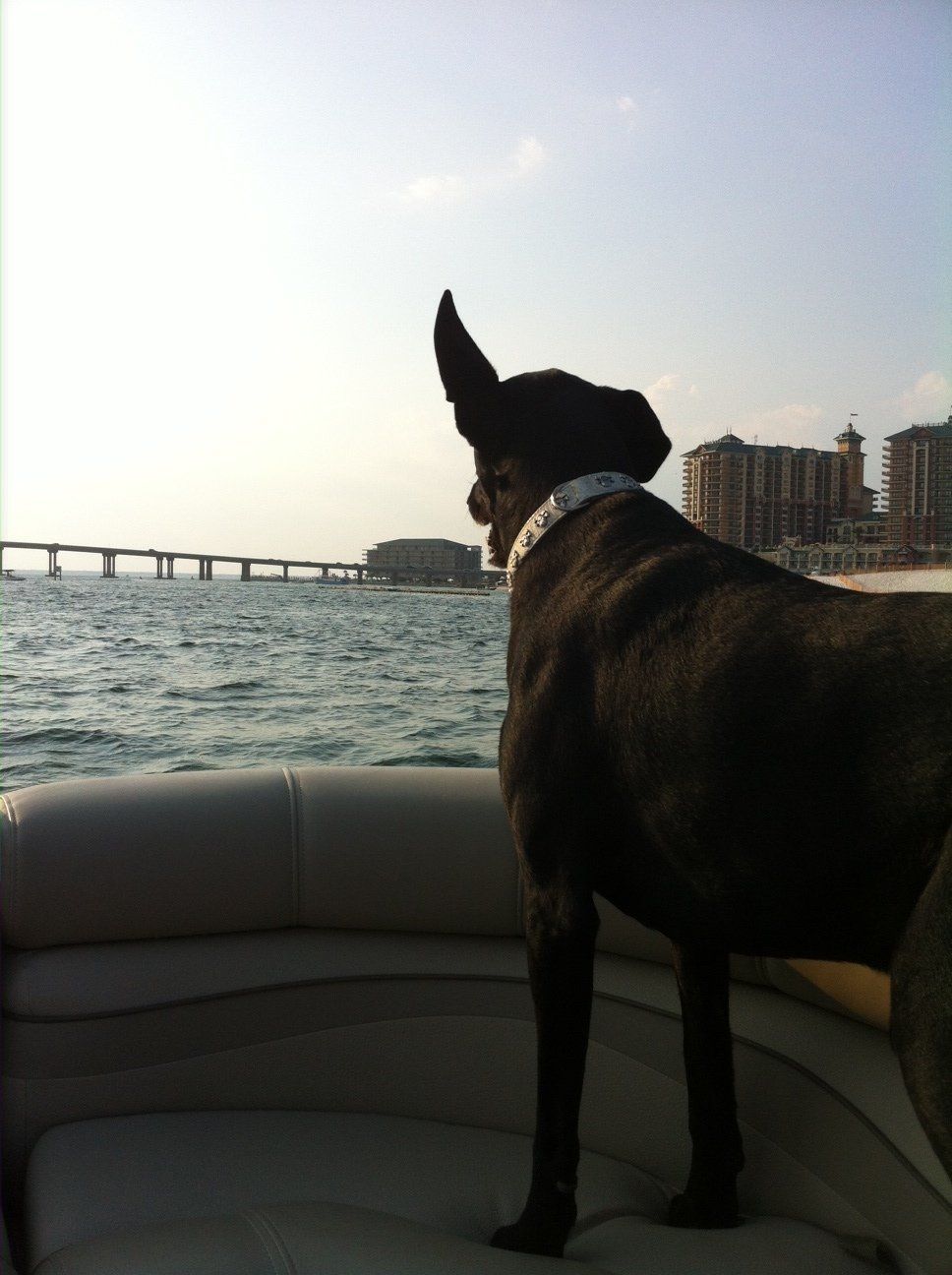 Black labrador standing in pontoon boat
