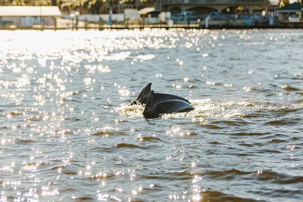 three dolphins in destin FL diving down in water from surface