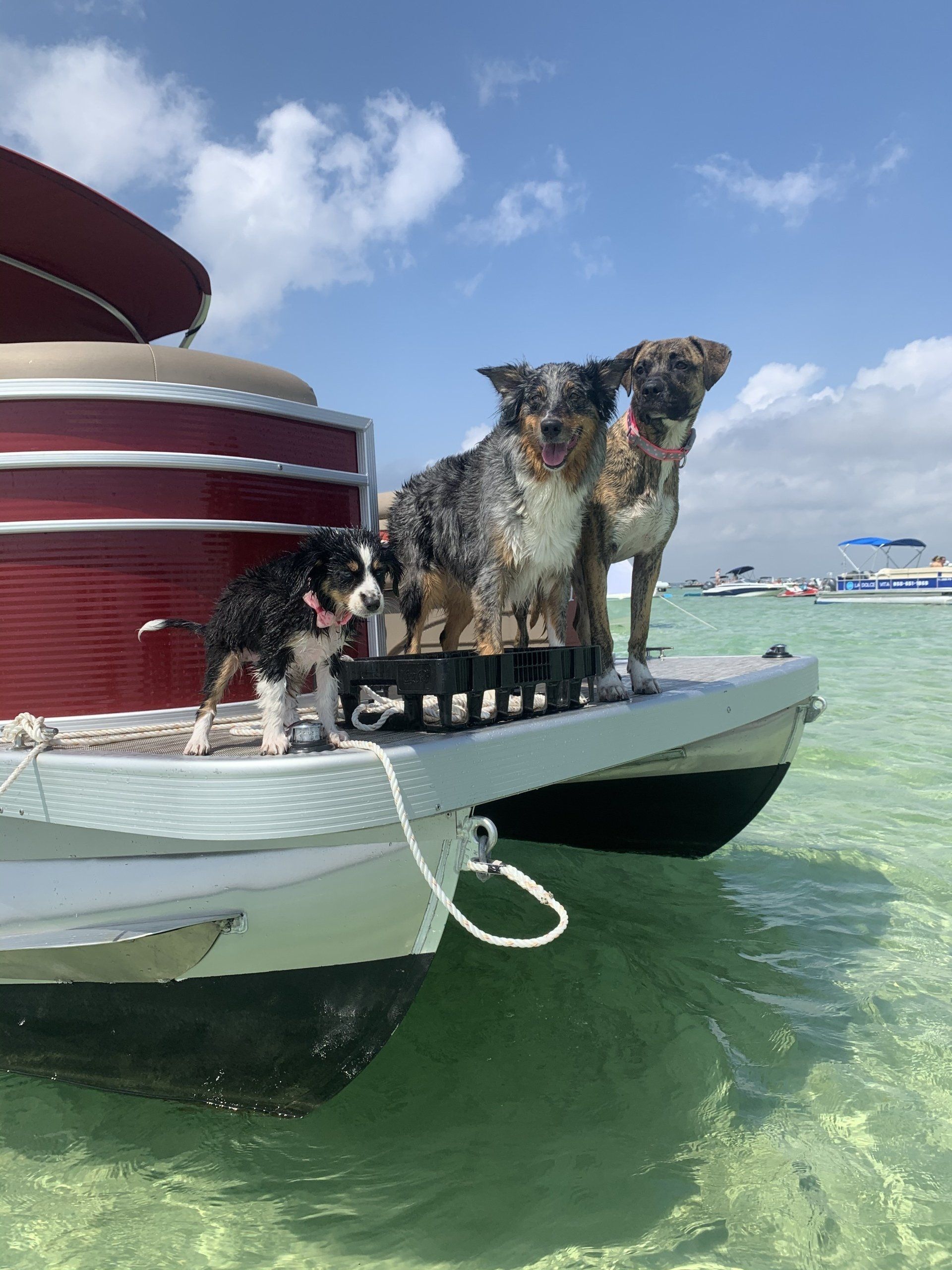 3 dogs standing on red pontoon boat anchored in Destin FL