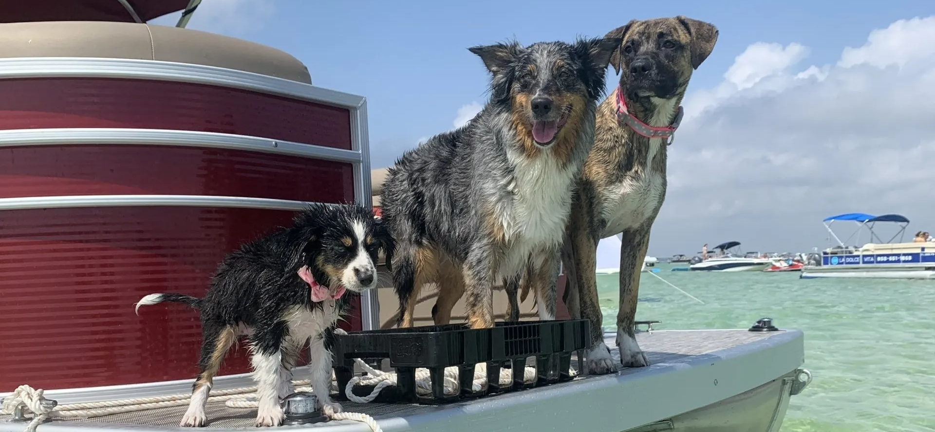 3 wet dogs standing at the back of a pontoon boat