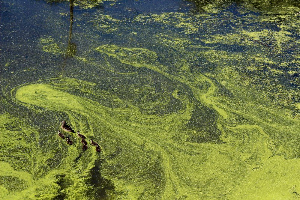 Green algae in Destin FL
