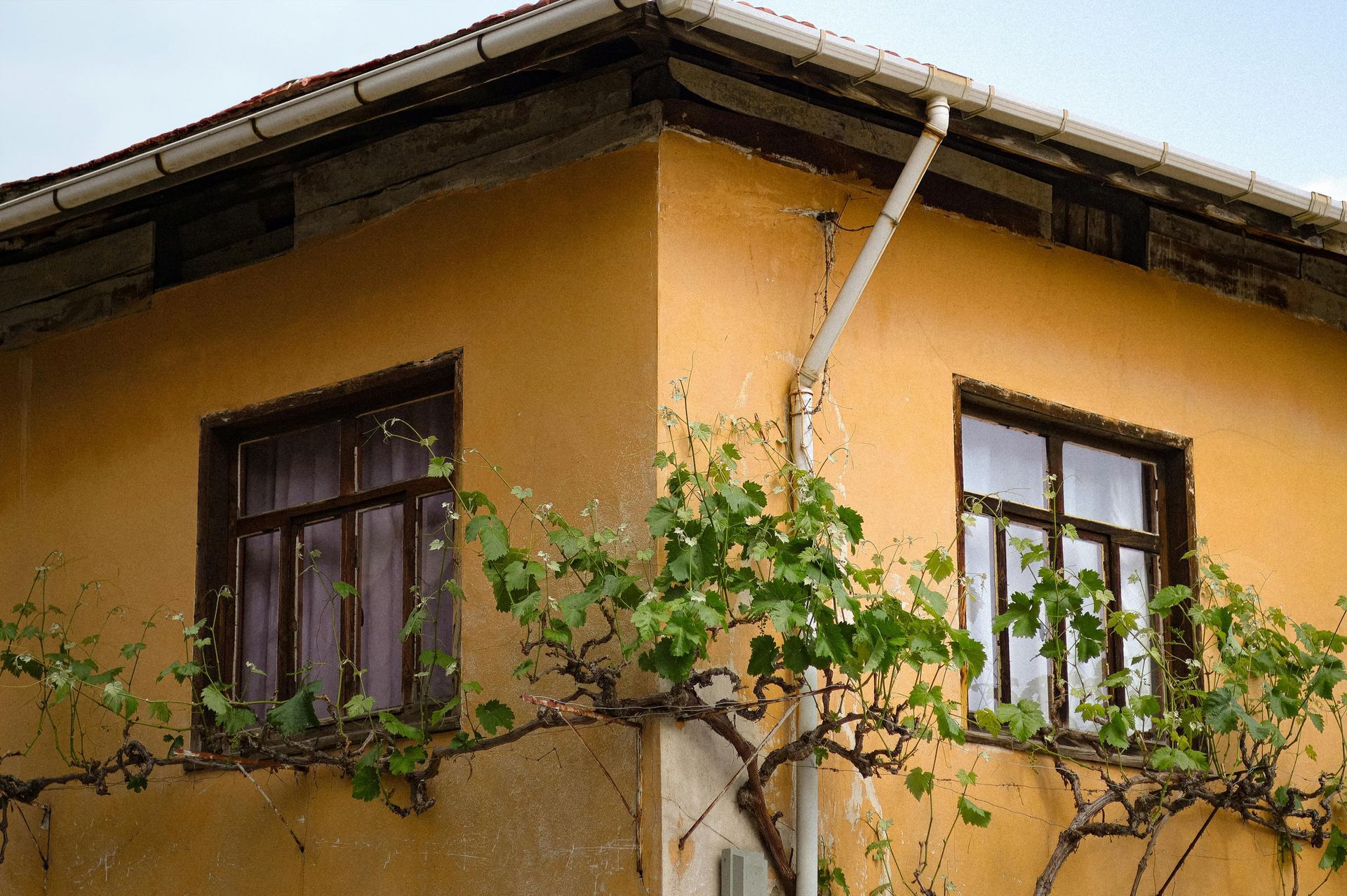 Corner of a yellow building with two windows, a vine growing along the wall, and a white gutter.