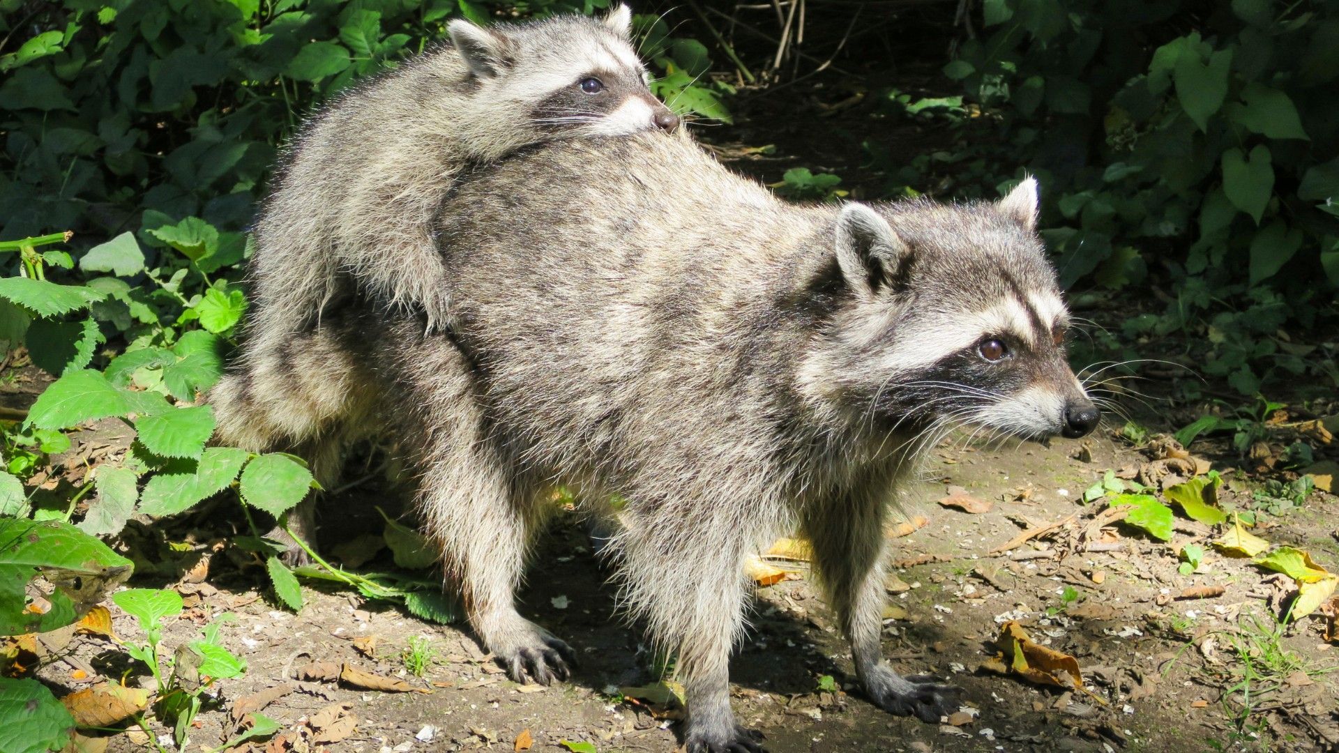 Mother raccoon with babies nestled in an attic, highlighting common springtime wildlife invasions in